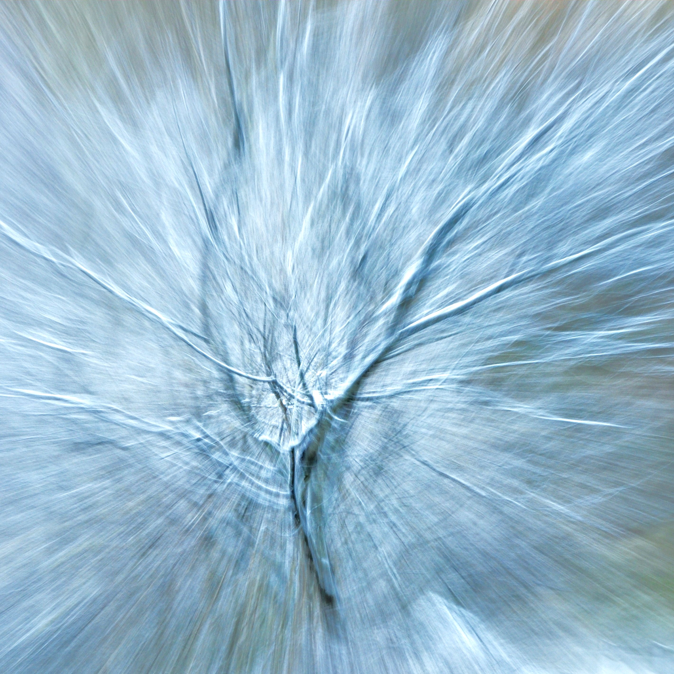 l'albero di ghiaccio